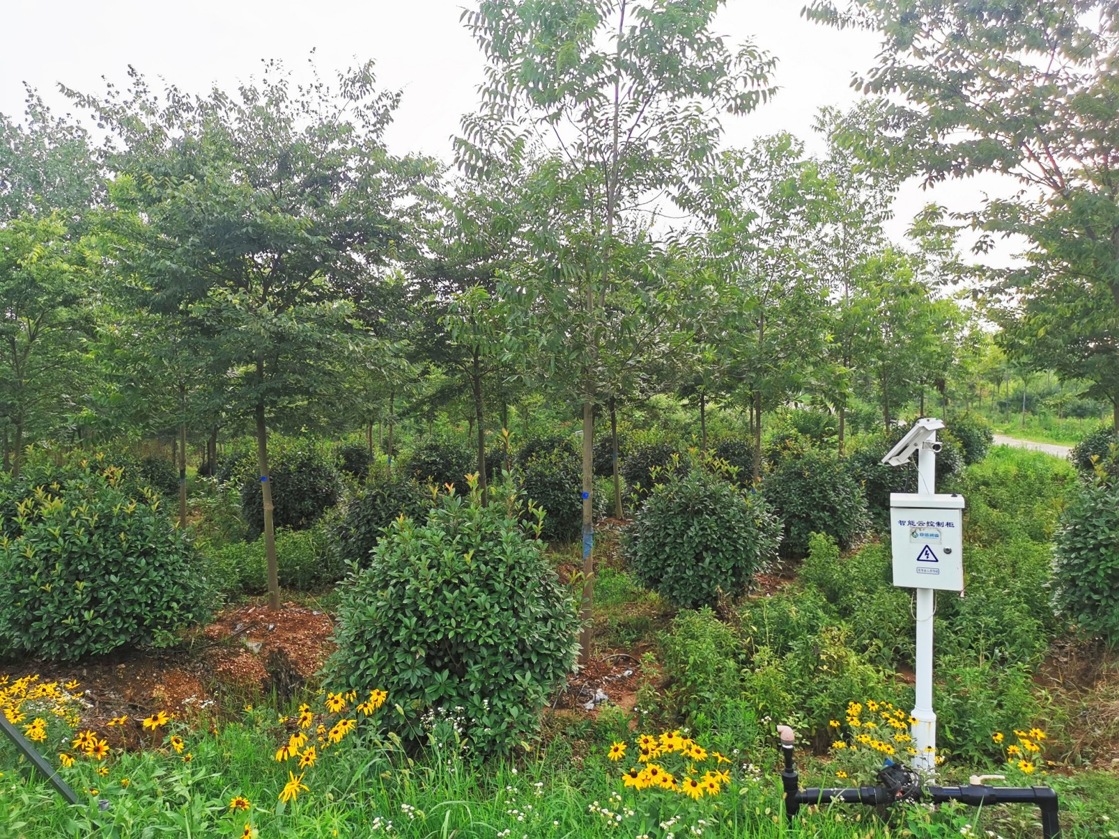 国储林建设项目