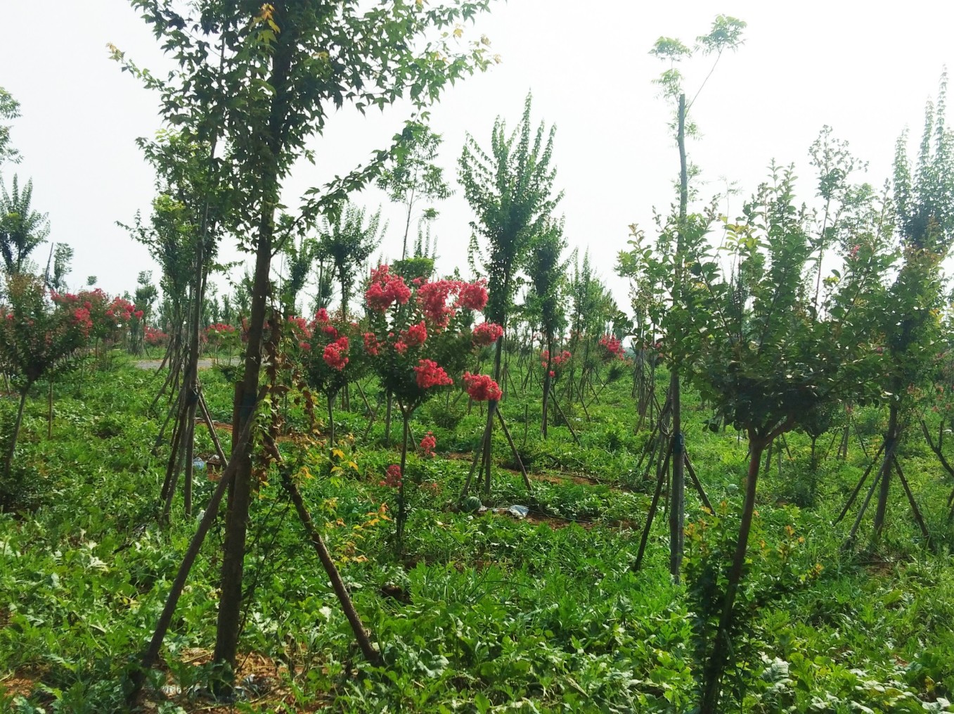 国储林建设项目